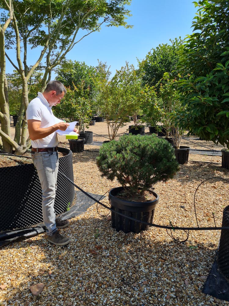 Pinus mugo Laurin 0.6-0.8m umbrella