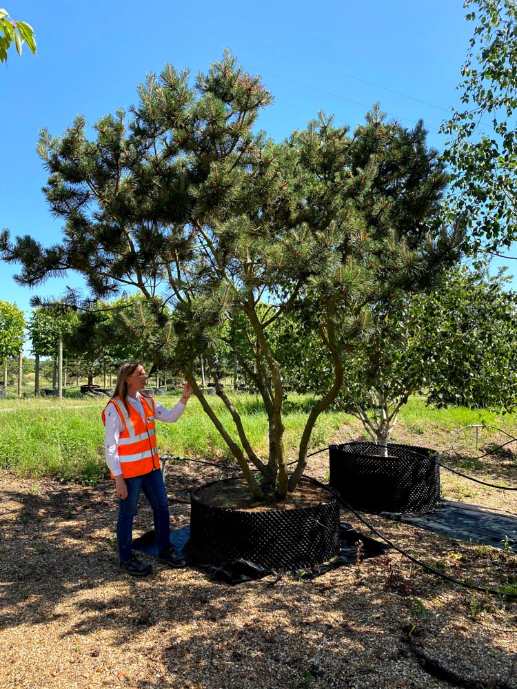 Pinus mugo Mughus 3.0-3.5m multi stem