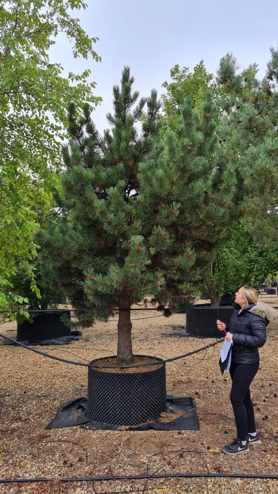 Pinus mugo Rostrata 40-45cm girth half stem
