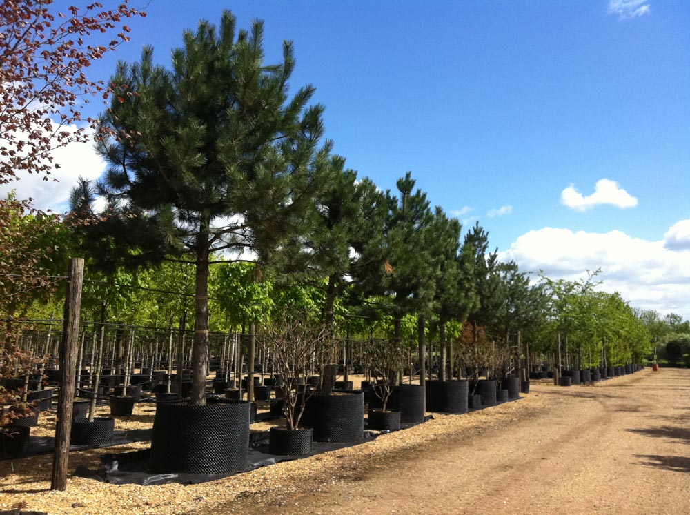 Pinus nigra Austriaca 45-50cm girth Standard