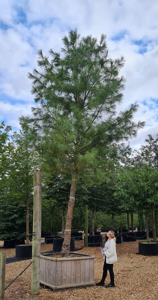 Pinus wallichiana 50-60_20