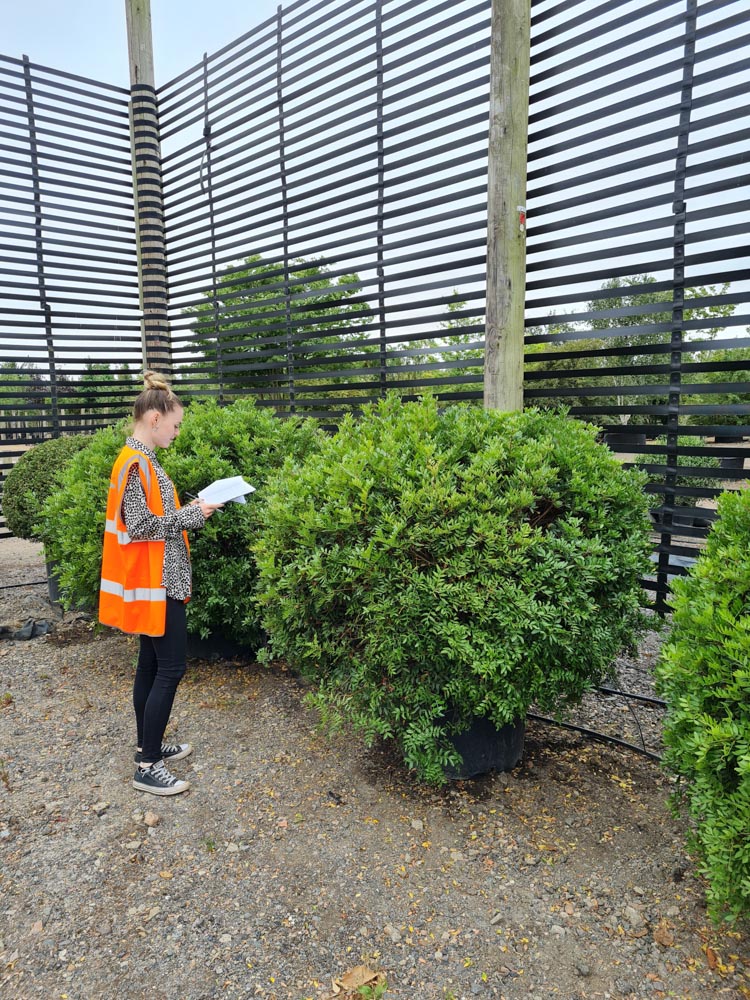 Pistacia lentiscus 1.0-1.5m ball