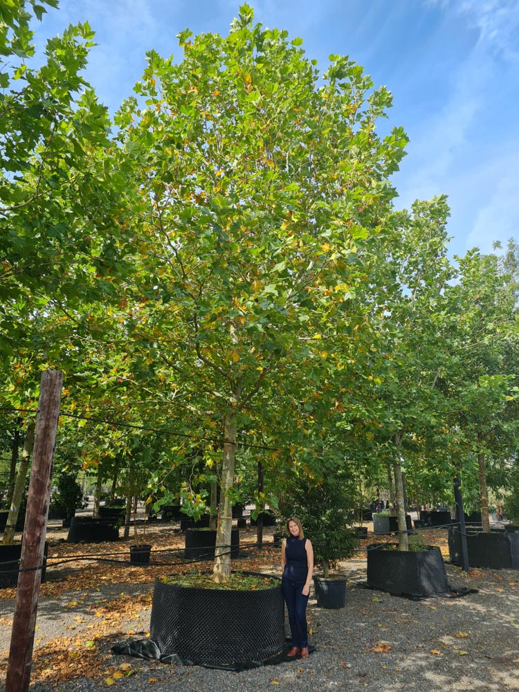 Platanus acerifolia 60-70 _5