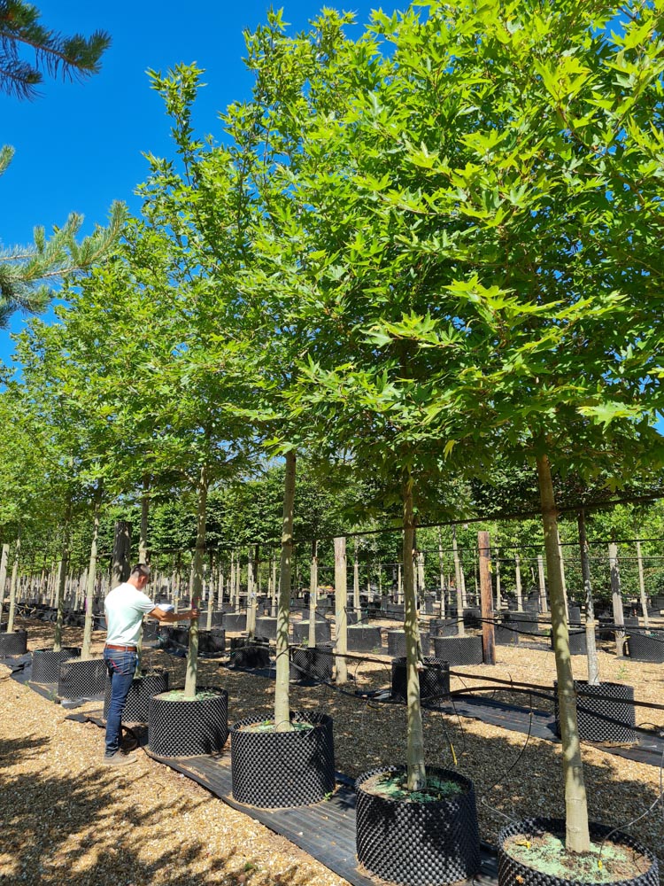 Platanus orientalis Minaret 20-30