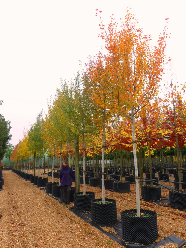 Populus tremula 18-20-25cm std (1)