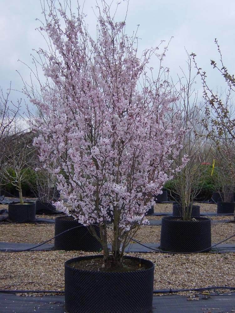 Prunus Pandora FS 9 in Flower 2