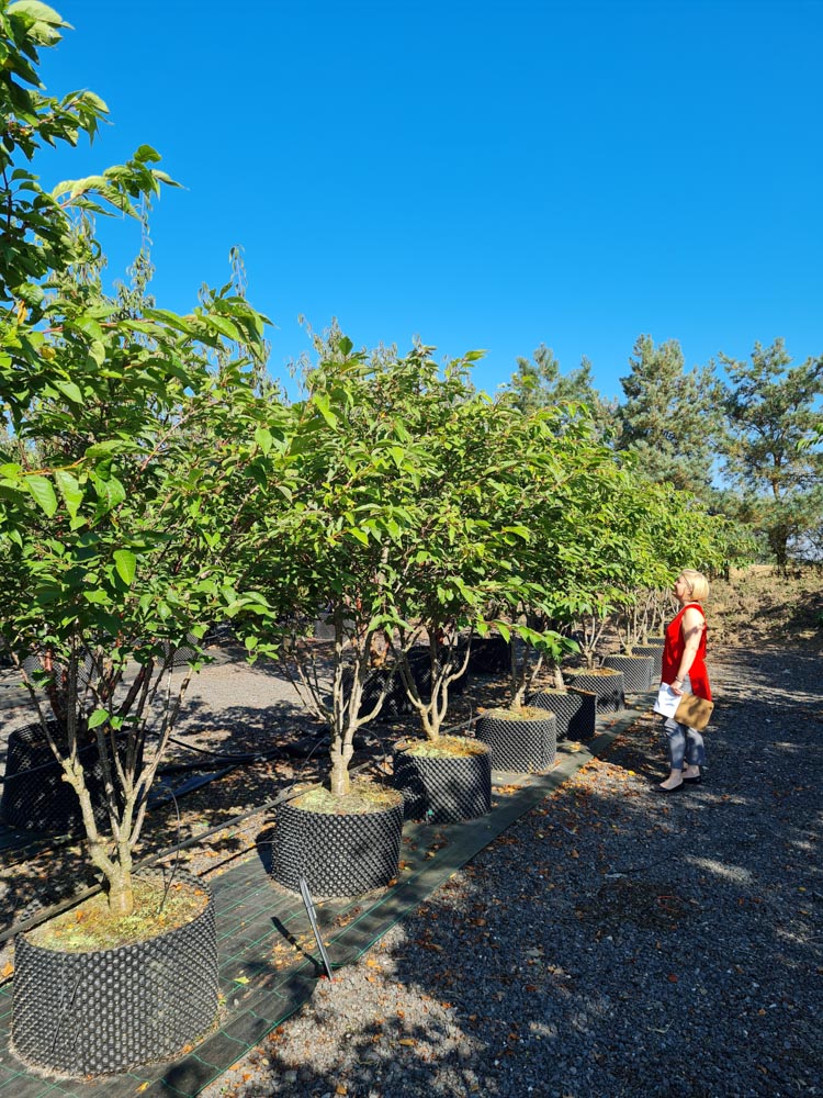 Prunus Pink Perfection 2-2.5m Multi stem