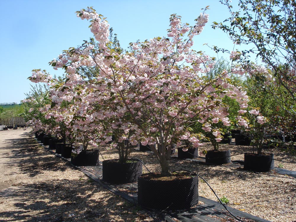 Prunus Shiro-Fugen 027