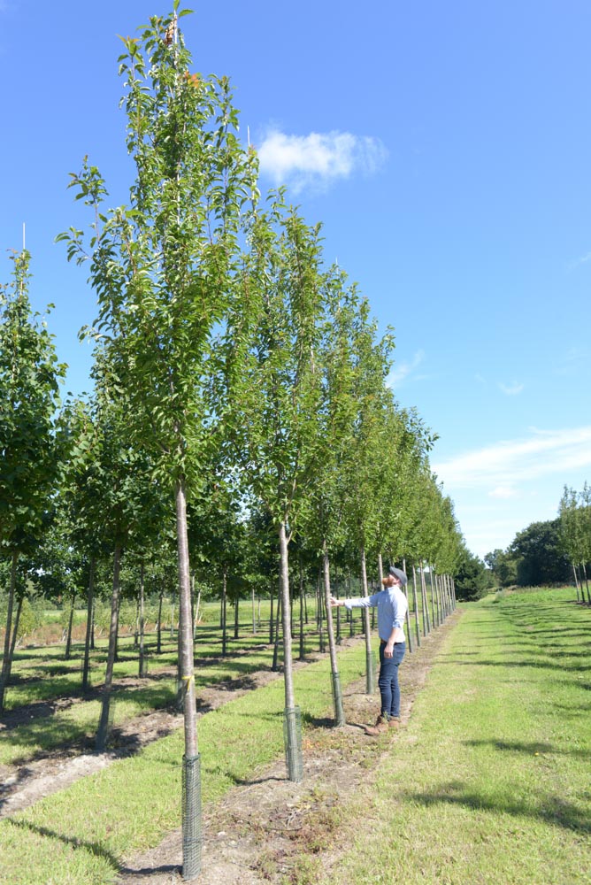 Prunus Sunset Boulevard 20-25cm
