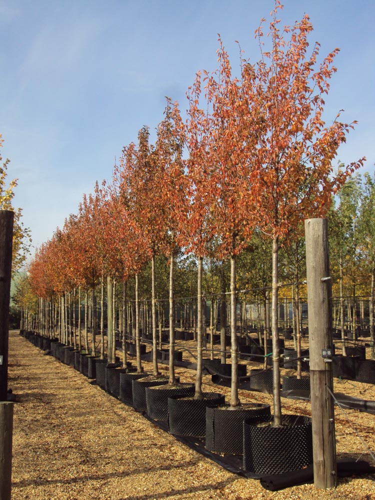 Prunus Umineko Herbst