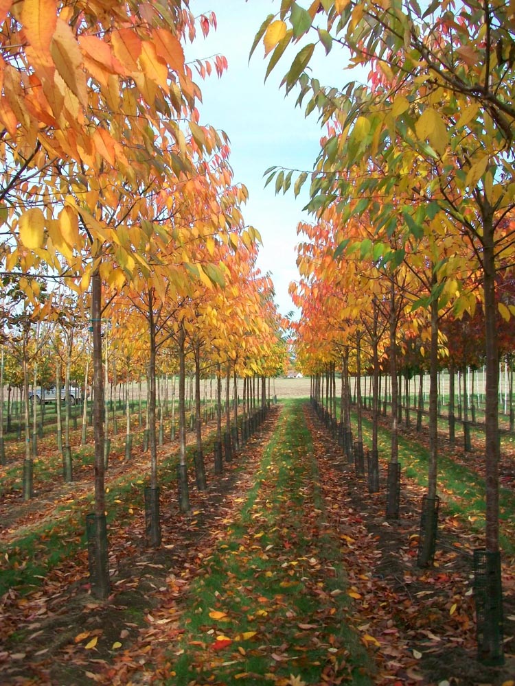 Prunus avium Plena - D Field