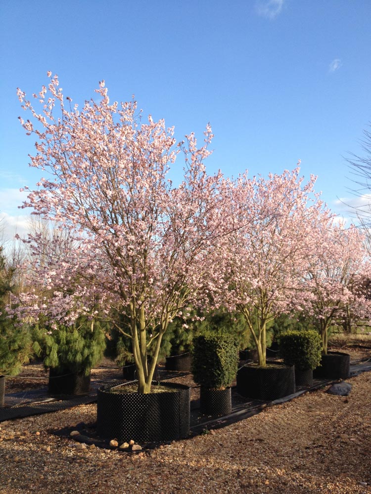 Prunus cerasifera Nigra 4,0-4,5m mehrstämmig. (1)