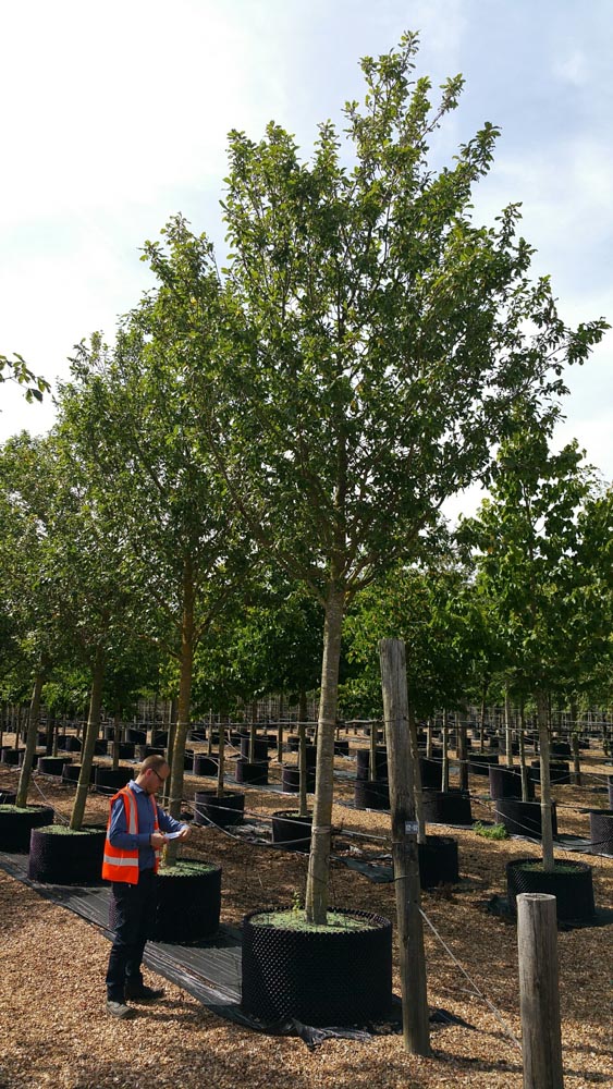 Prunus dom President Std CG 40-45cm