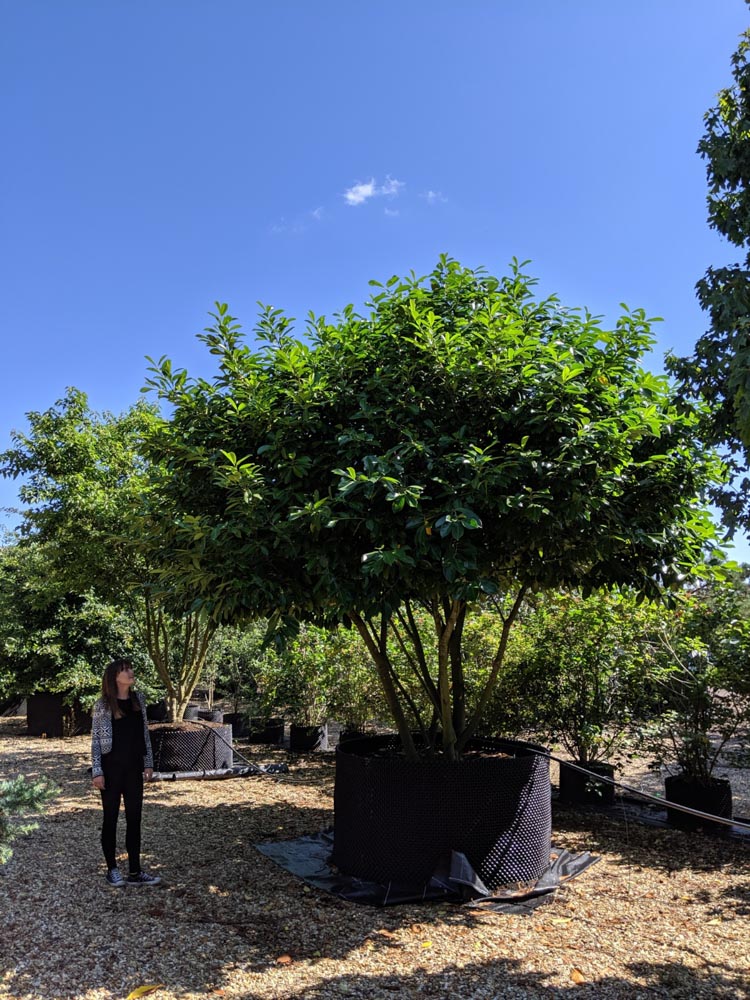 Prunus laurocerasus 3.5-4.0m umbrella (2)