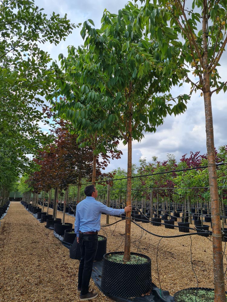 Prunus maackii Amber Beauty 25-30 standard_7