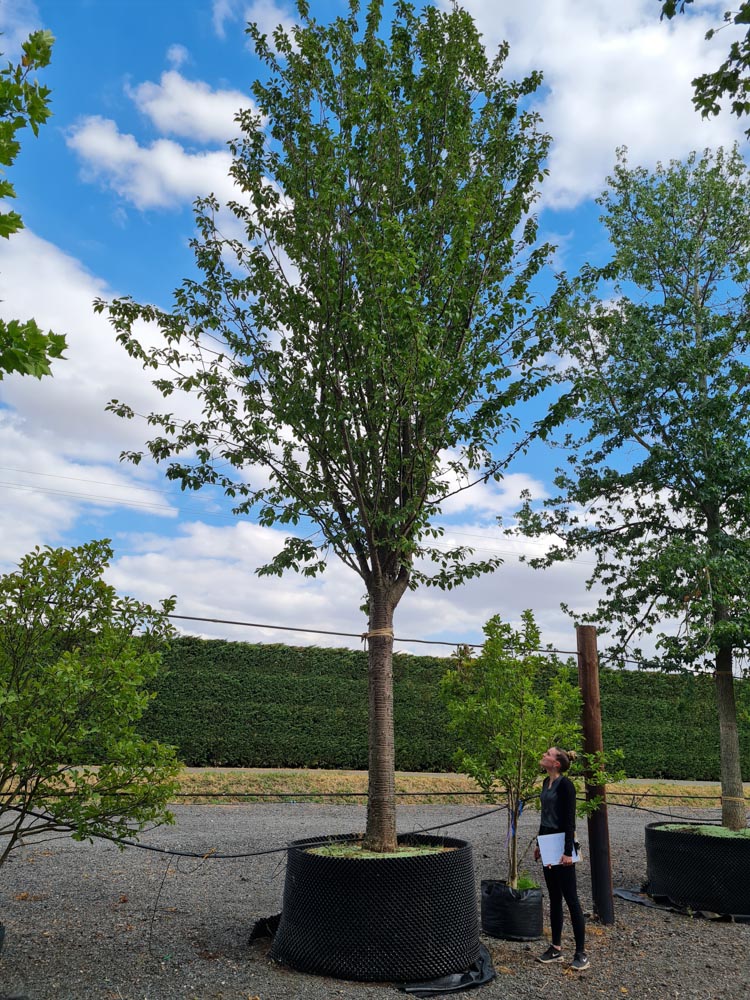 Prunus schmittii 60-70cm