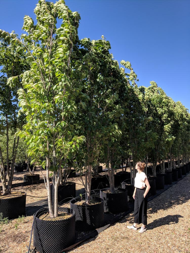 Prunus serrulata Amanogawa 3.5-4.0m multi stem CG