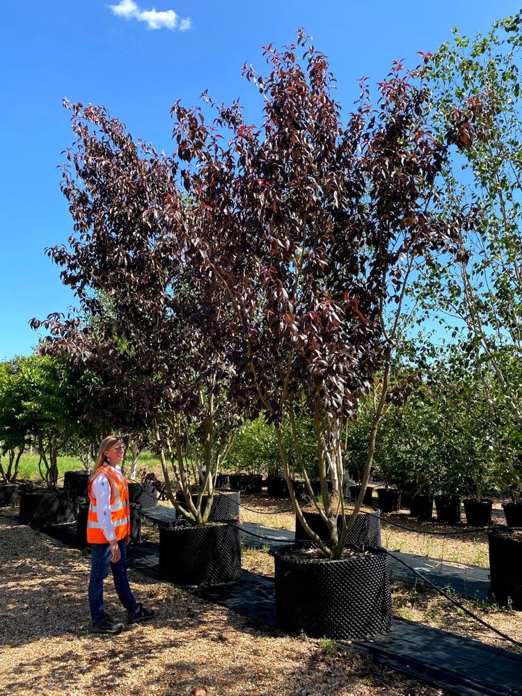 Prunus serrulata Royal Burgundy 4.0-4.5m multi stem