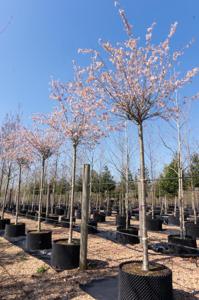 Prunus subhirtella Autumnalis Rosea 20-25cm girth CG