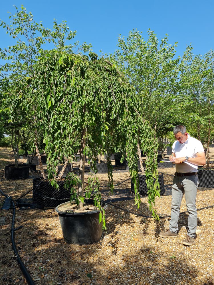 Prunus subhirtella Pendula Weiß 20-25