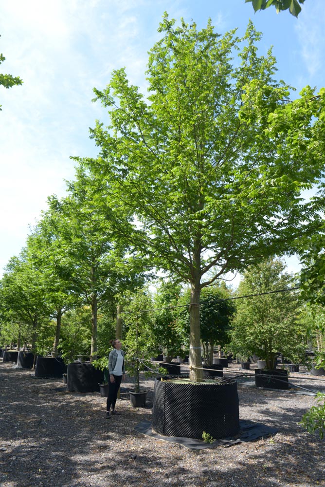 Pterocarya fraxinifolia 50-60-70cm girth stadnard