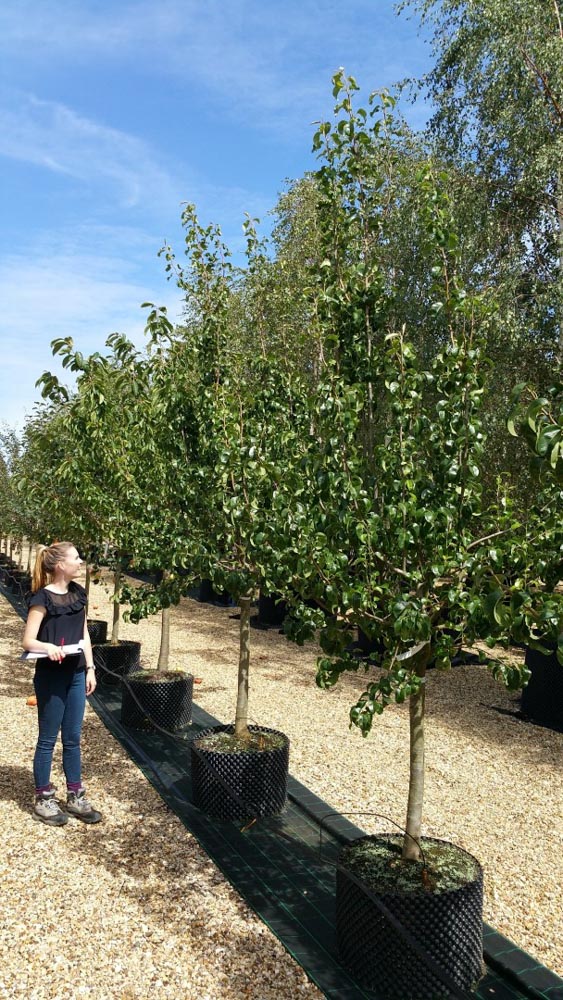 Pyrus Beurre Hardy Half Stem CG 16-18 (Large)