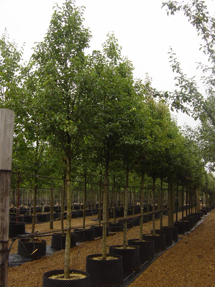 Pyrus calleryana Redspire...