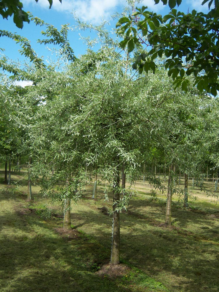 Pyrus salicifolia pendula (1)