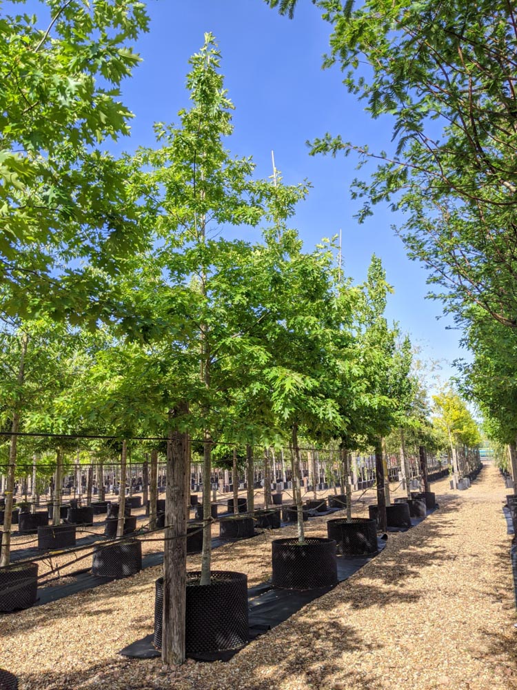 Quercus coccinea 20-25cmg