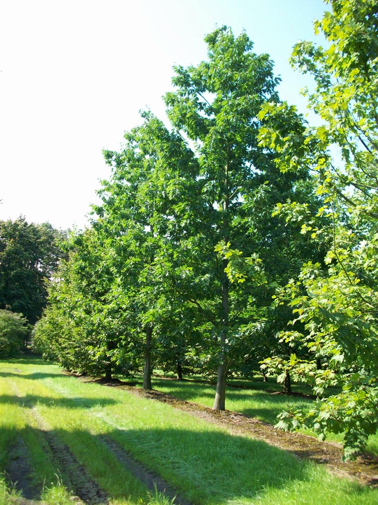 Quercus rubra 45-50cm Gefiedert