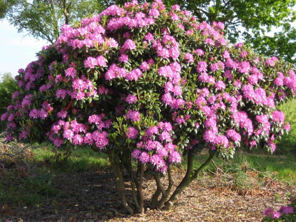 Rhododendron 'Cataawbiense Grandiflorum' (200-250 180-200)