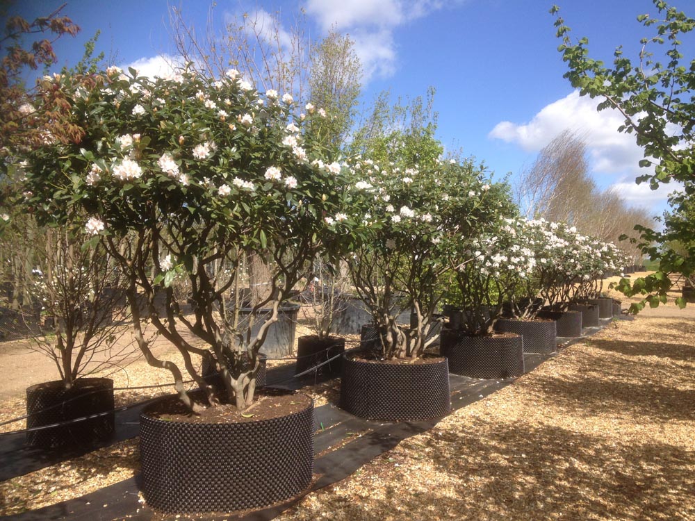Rhododendron Cunninghams White 2-3m umbrella (2)