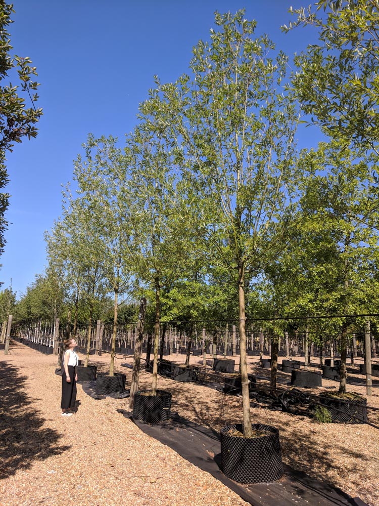 Salix Alba Liempde 25-30m CG