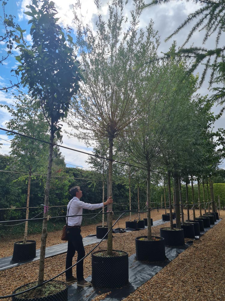 Salix alba Chermesina 18-20 pollard_4