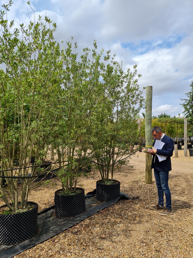 Salix caprea 2.5-3m