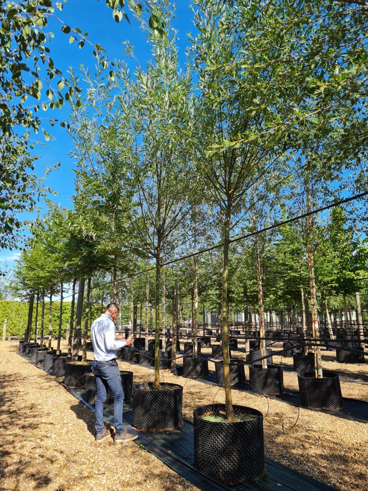 Salix fragilis 16-20