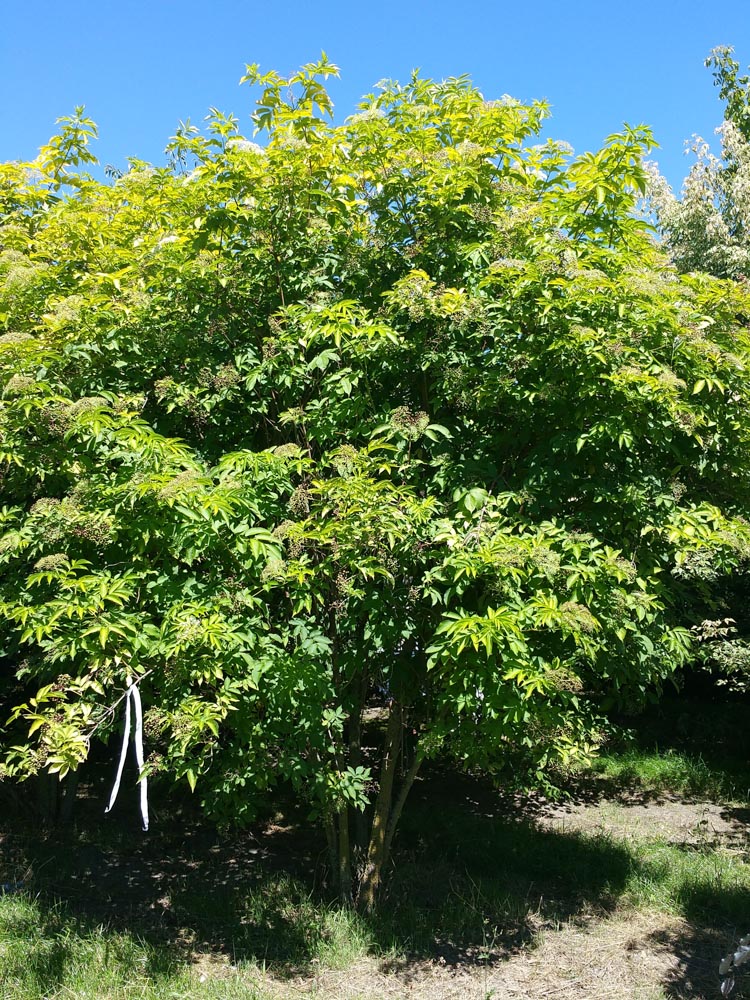 Sambucucs nigra 3m (1)