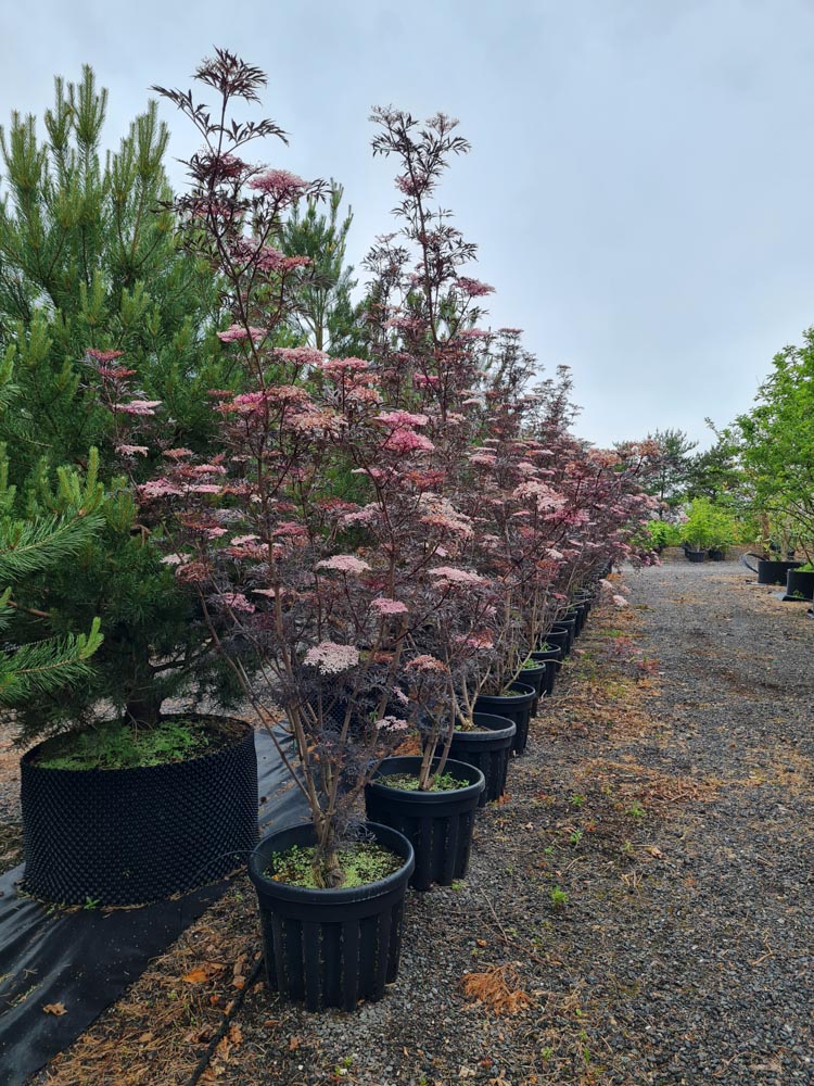 Sambucus nigra Schwarze Spitze