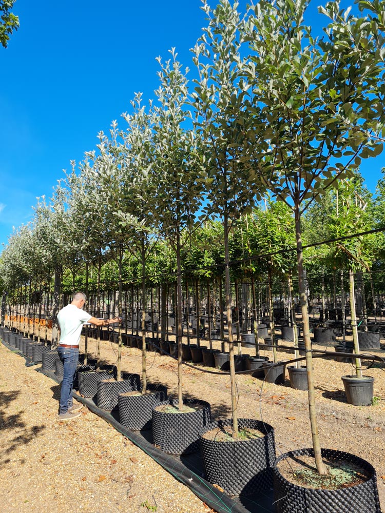 Sorbus aria Majestica 12-14-16 (2)