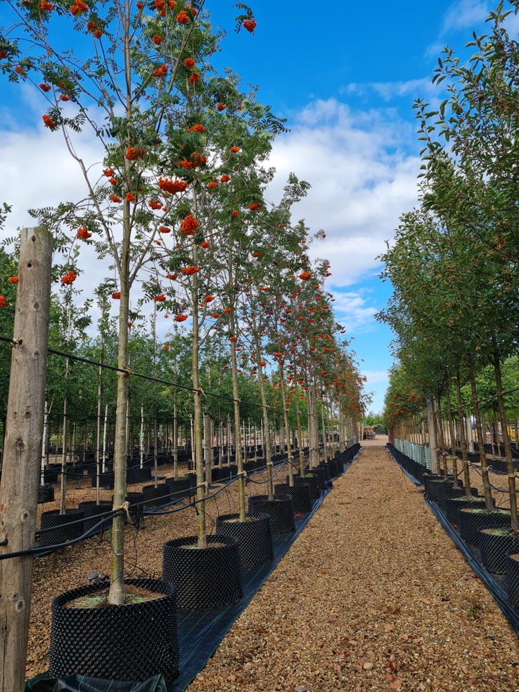Sorbus auc Sheerwater Seedling (1)