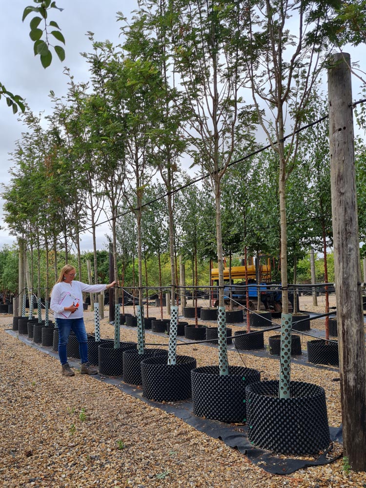 Sorbus aucuparia Joseph Rock 12-16cm standard