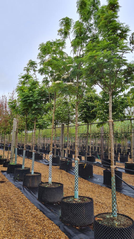 Sorbus commixta Dodong 18-20cm Umfang Standard