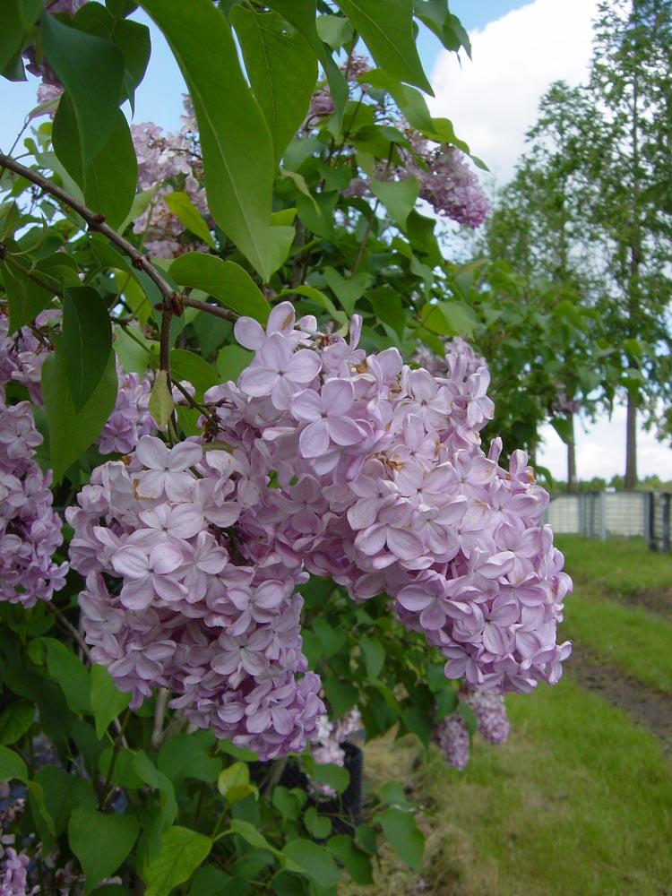 Syringa - Flower 1