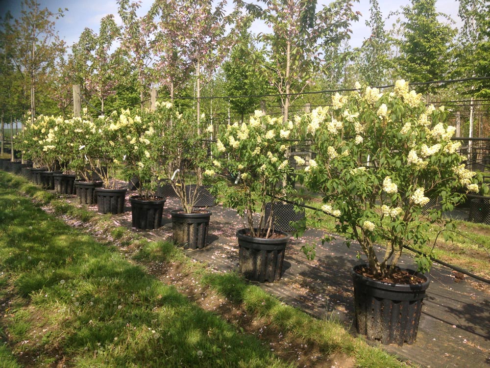 Syringa Primrose (2)