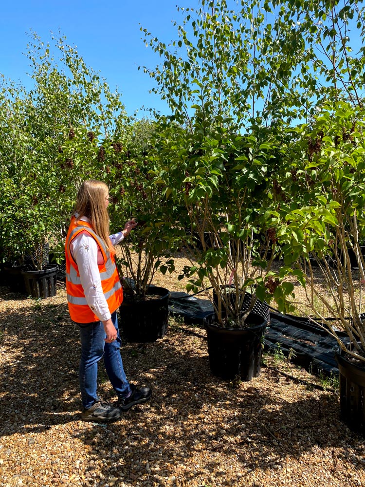 Syringa vul CJ 1.5m.