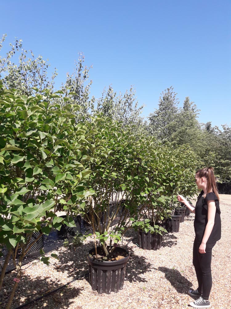 Syringa vul. Nadezhda 1.5-2m multi stem