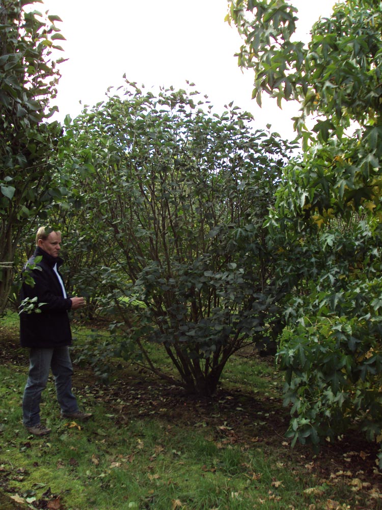 Syringa vulg Schone von MoskauWRB H2.5-3m 4970