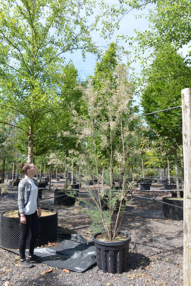 Tamarix ram. Hulsdock Weiß 2-2,5m