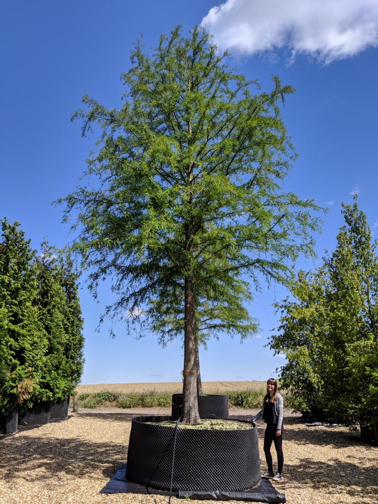 Taxodium distichum 70-80cm girth standard