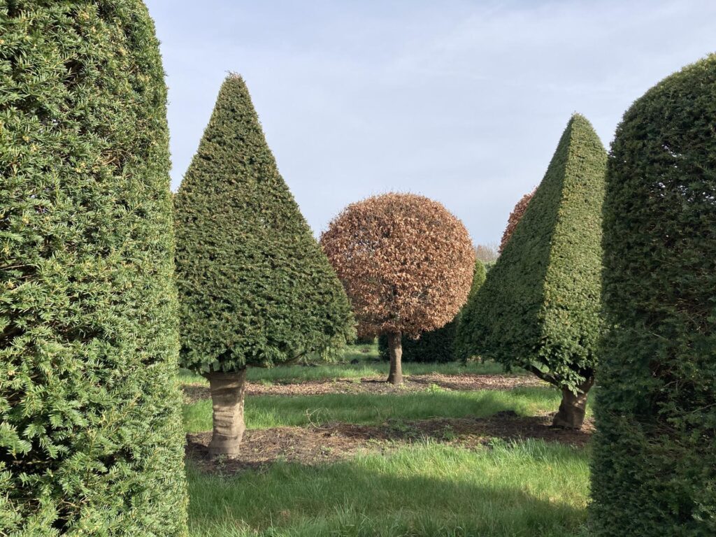 Onderhoud van topiary: wanneer snoei je, hoe vaak en waar let je op?